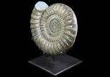 Paracoroniceras Ammonite On Metal Stand - England #64857-1